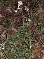 Silene nutans