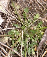 Teesdalea nudicaulis