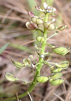 Teesdalea nudicaulis