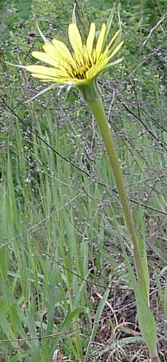 Tragopogon maior