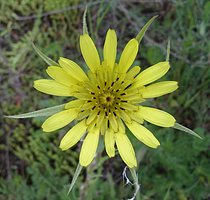 Tragopogon maior