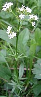 Valeriana dioica