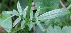 Valeriana dioica