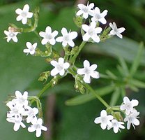 Valeriana dioica