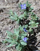 Veronica triphyllos