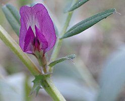 Vicia angustifolia