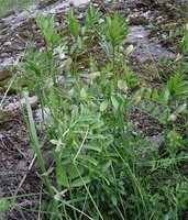 Vicia grandiflora