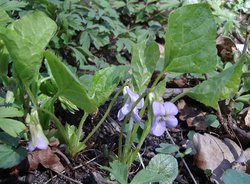 Viola mirabilis