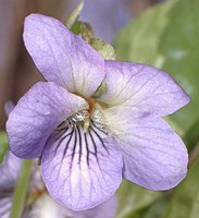 Viola mirabilis