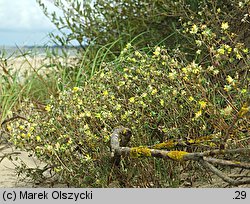 Anthyllis vulneraria ssp. maritima (przelot pospolity nadmorski)