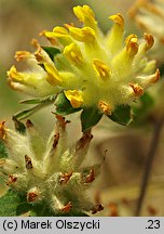 Anthyllis vulneraria ssp. maritima (przelot pospolity nadmorski)