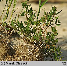 Atriplex prostrata (łoboda oszczepowata)