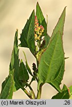 Atriplex prostrata (łoboda oszczepowata)