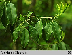 Ilex pedunculosus