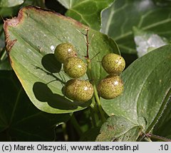 Maianthemum bifolium (konwalijka dwulistna)