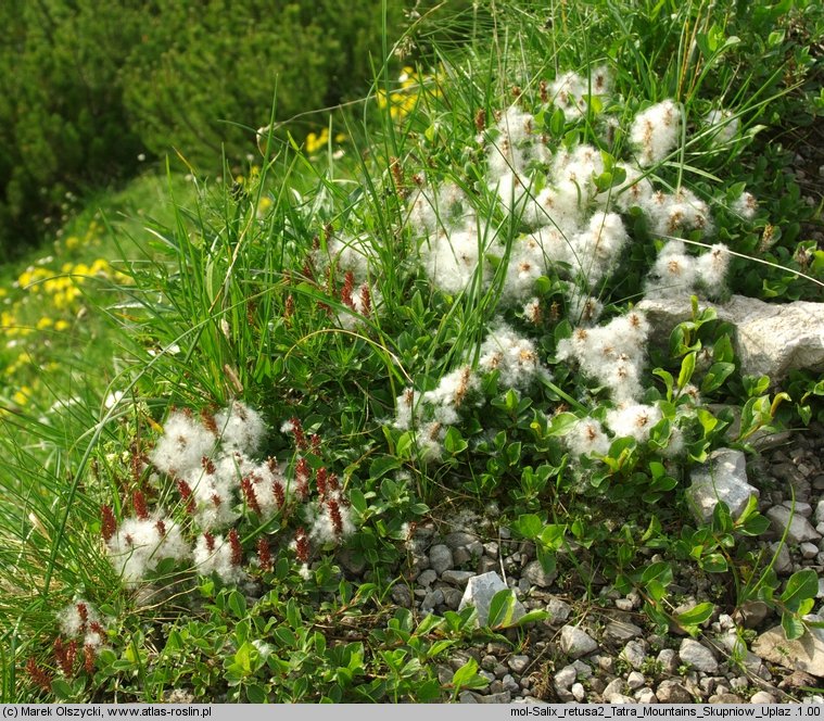 Salix alpina (wierzba alpejska)