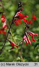 Salvia microphylla (szałwia drobnolistna)
