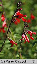 Salvia microphylla (szałwia drobnolistna)