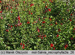 Salvia microphylla (szałwia drobnolistna)