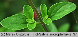 Salvia microphylla (szałwia drobnolistna)