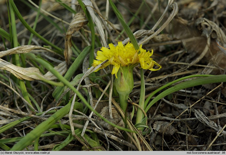 Scorzonera austriaca