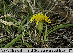 Scorzonera austriaca