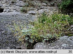 Tanacetum parthenium (wrotycz maruna)