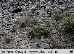 Tanacetum parthenium (wrotycz maruna)