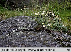 Tanacetum parthenium (wrotycz maruna)