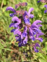 Salvia pratensis