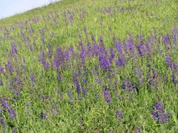 Salvia pratensis