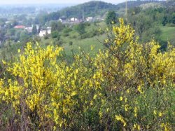 Sarothamnus scoparius (żarnowiec miotlasty)