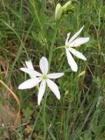 Anthericum liliago