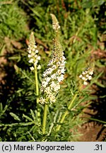 Reseda alba