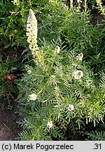 Reseda alba