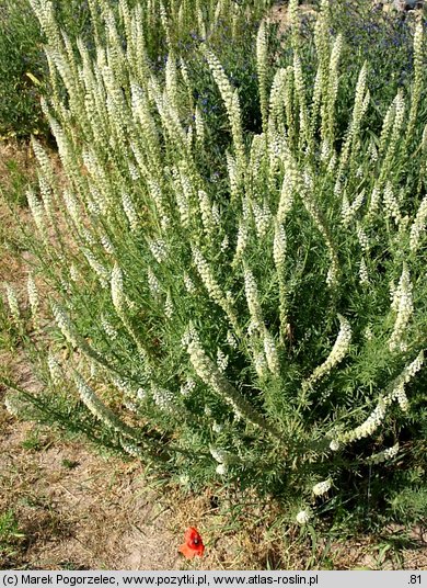 Reseda alba
