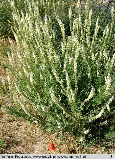 Reseda alba