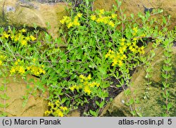 Sedum sarmentosum (rozchodnik rozłogowy)