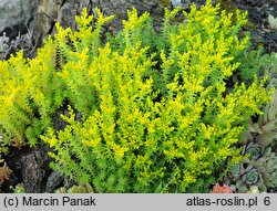 Sedum sexangulare (rozchodnik sześciorzędowy)