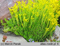 Sedum sexangulare (rozchodnik sześciorzędowy)