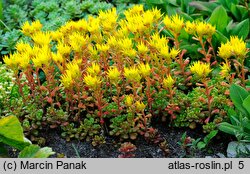 Sedum oreganum (rozchodnik oregoński)