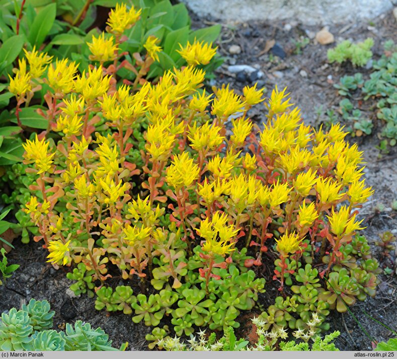 Sedum oreganum (rozchodnik oregoński)