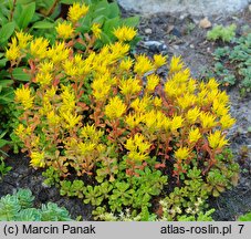 Sedum oreganum (rozchodnik oregoński)