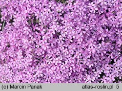 Phlox subulata (floks szydlasty)