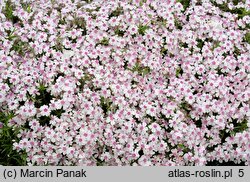 Phlox subulata Coral Eye