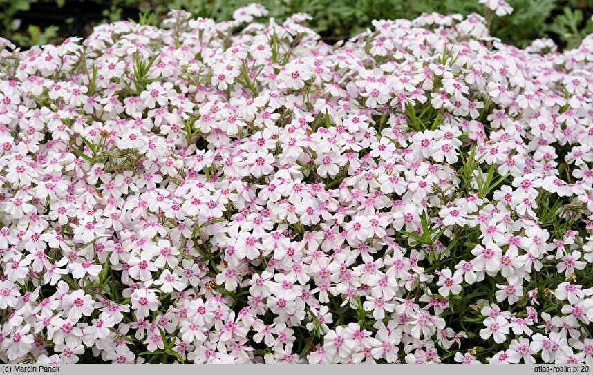 Phlox subulata Coral Eye