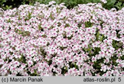 Phlox subulata Coral Eye