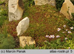 Sedum album Coral Carpet