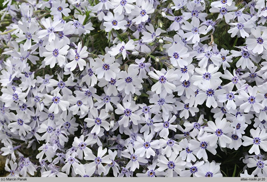 Phlox subulata Bavaria