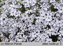 Phlox subulata Bavaria